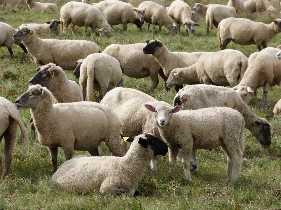 Hier les canards, aujourd'hui ...