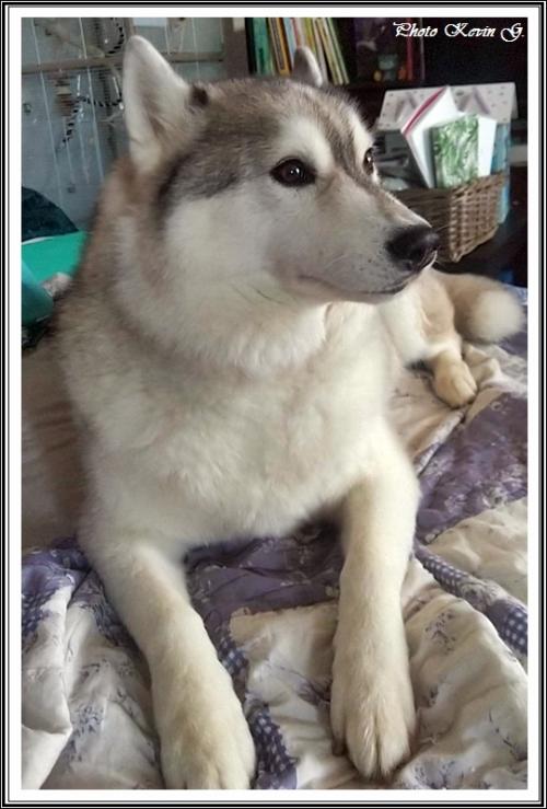 Javik (9 ans)