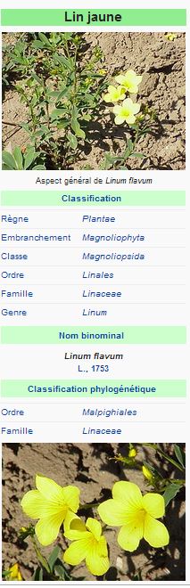 Lin jaune - Linum flavum