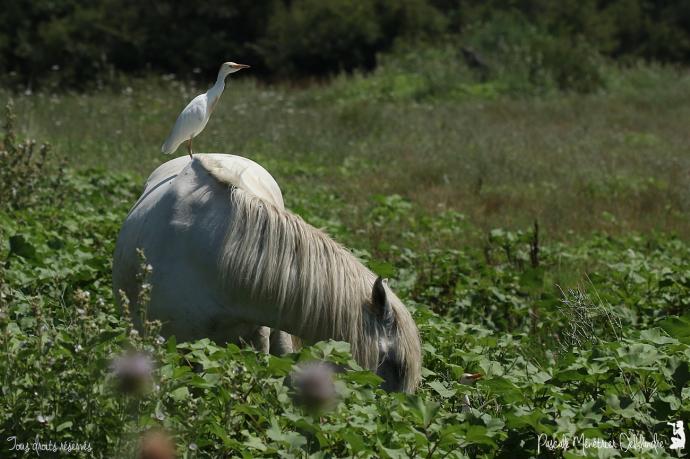 Cheval de Camargue et Héron Garde-boeufs