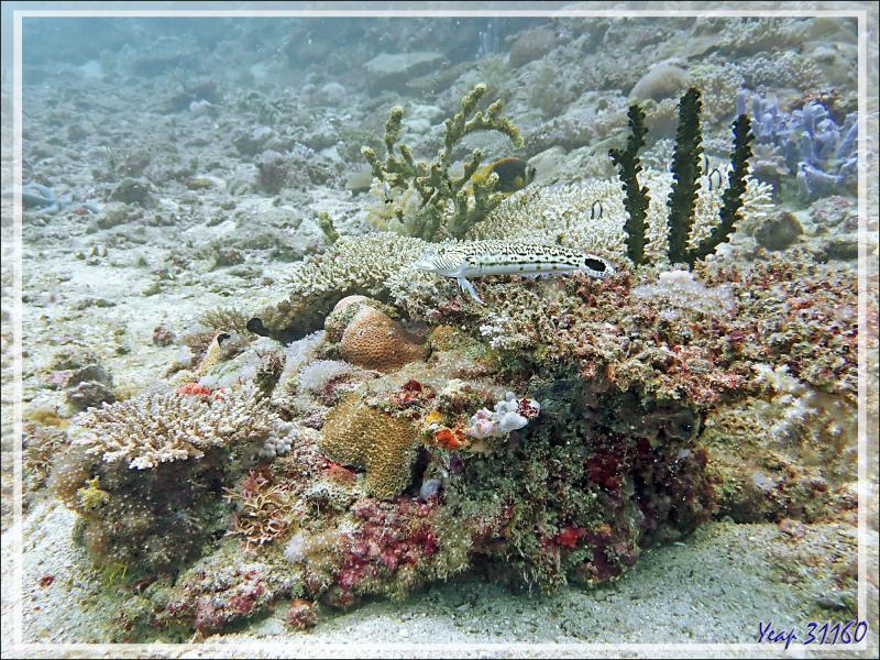 Perche de sable, Parapercis ocellé, Pintade, Perche mouchetée, Speckled sandperch (Parapercis hexophthalma) et son environnement corallien - Beangovo - Tsarabanjina - Mitsio - Madagascar