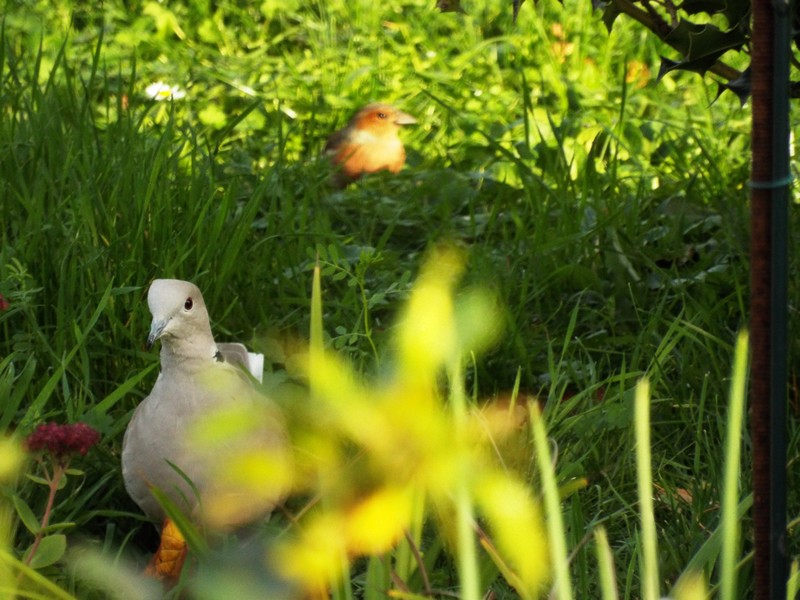 Les visiteurs au jardin ...