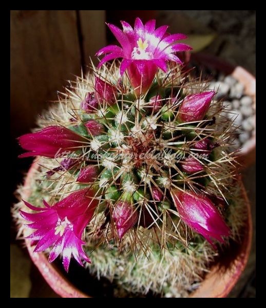 Tranches de vie d'un Australian Shepherd