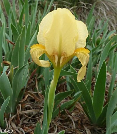Iris lutescens - iris jaunâtre