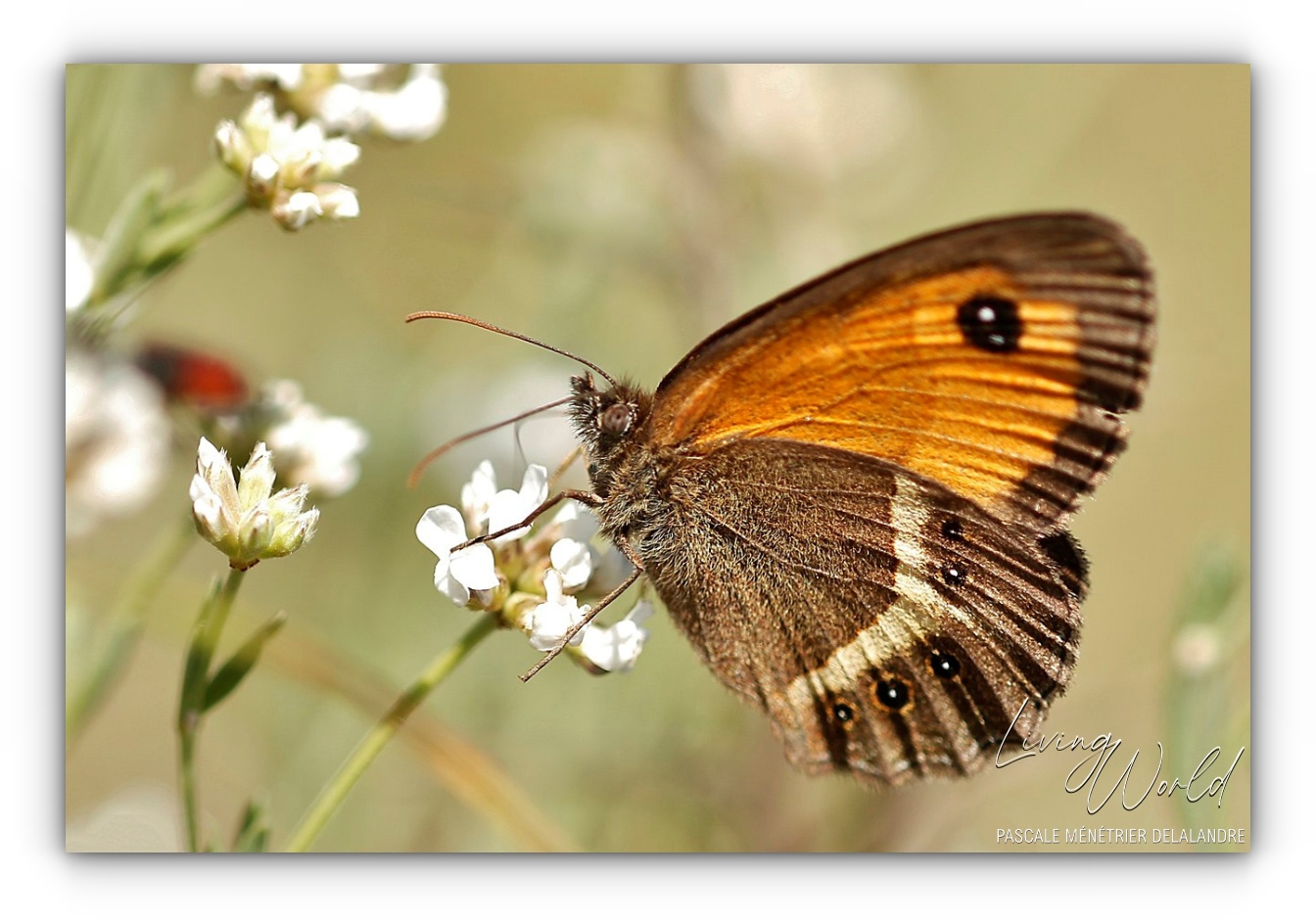 Famille des Nymphalidae  (1/2)