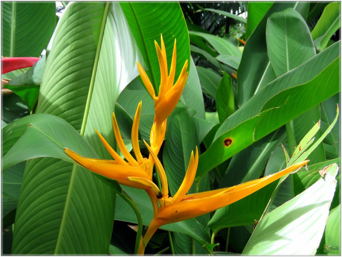 FLEURS VENUS D'AILLEURS   No 2
