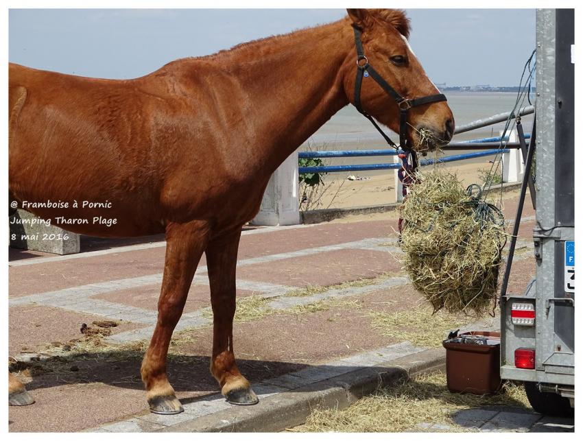 Jumping Tharon Plage 2016