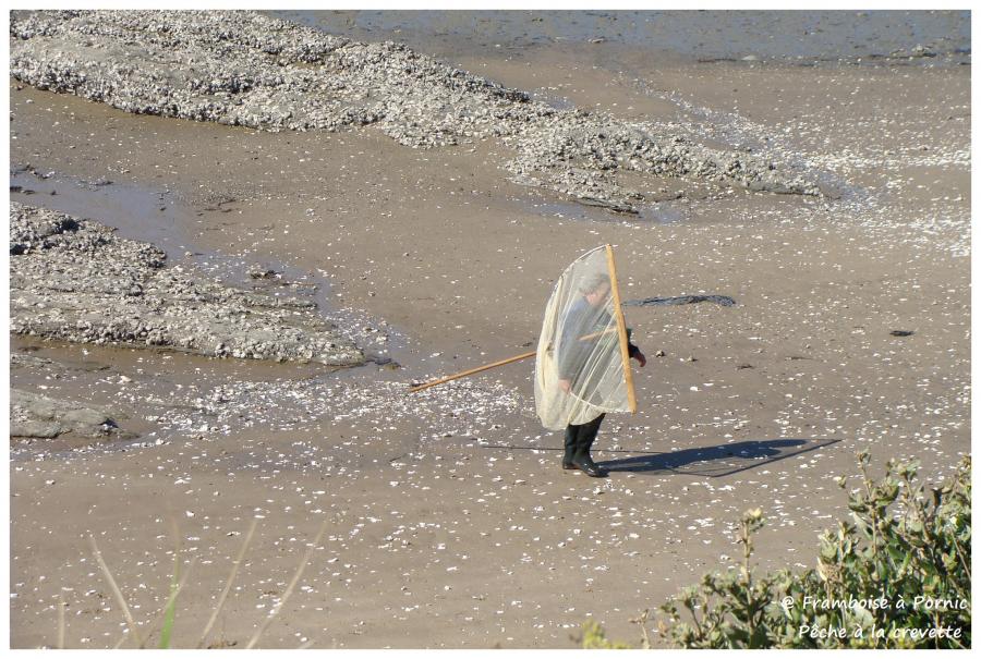 Pornic, Pêche à la crevette
