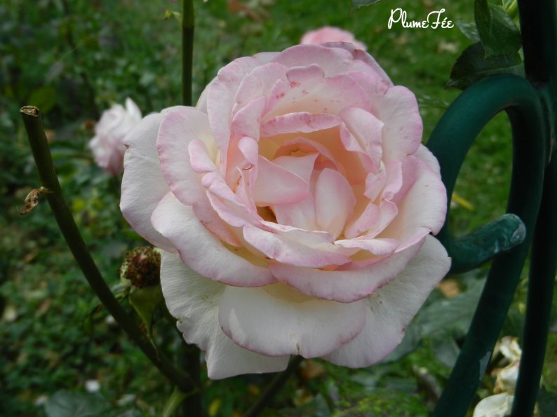 Image004.jpg