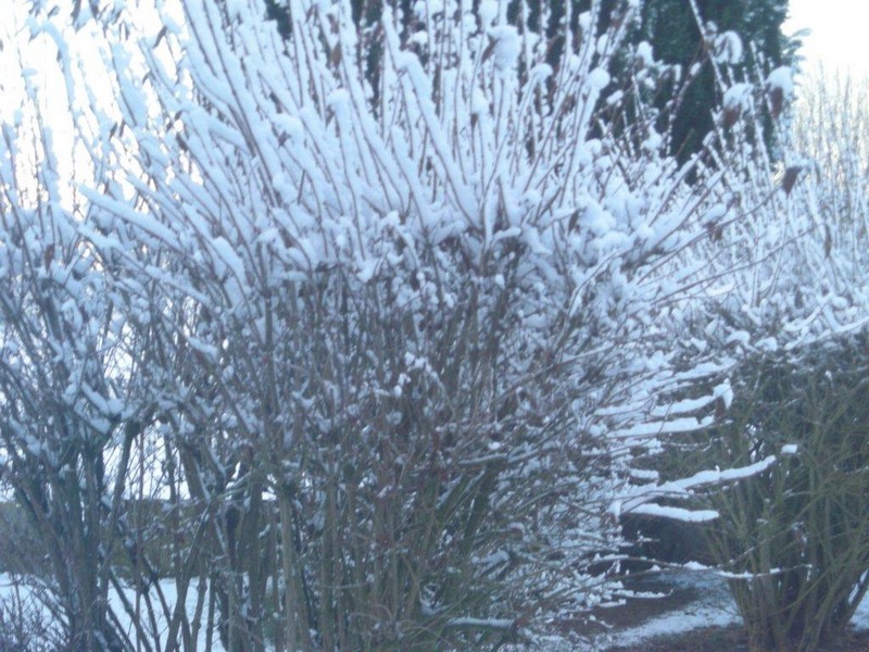 Le flocon de neige ...