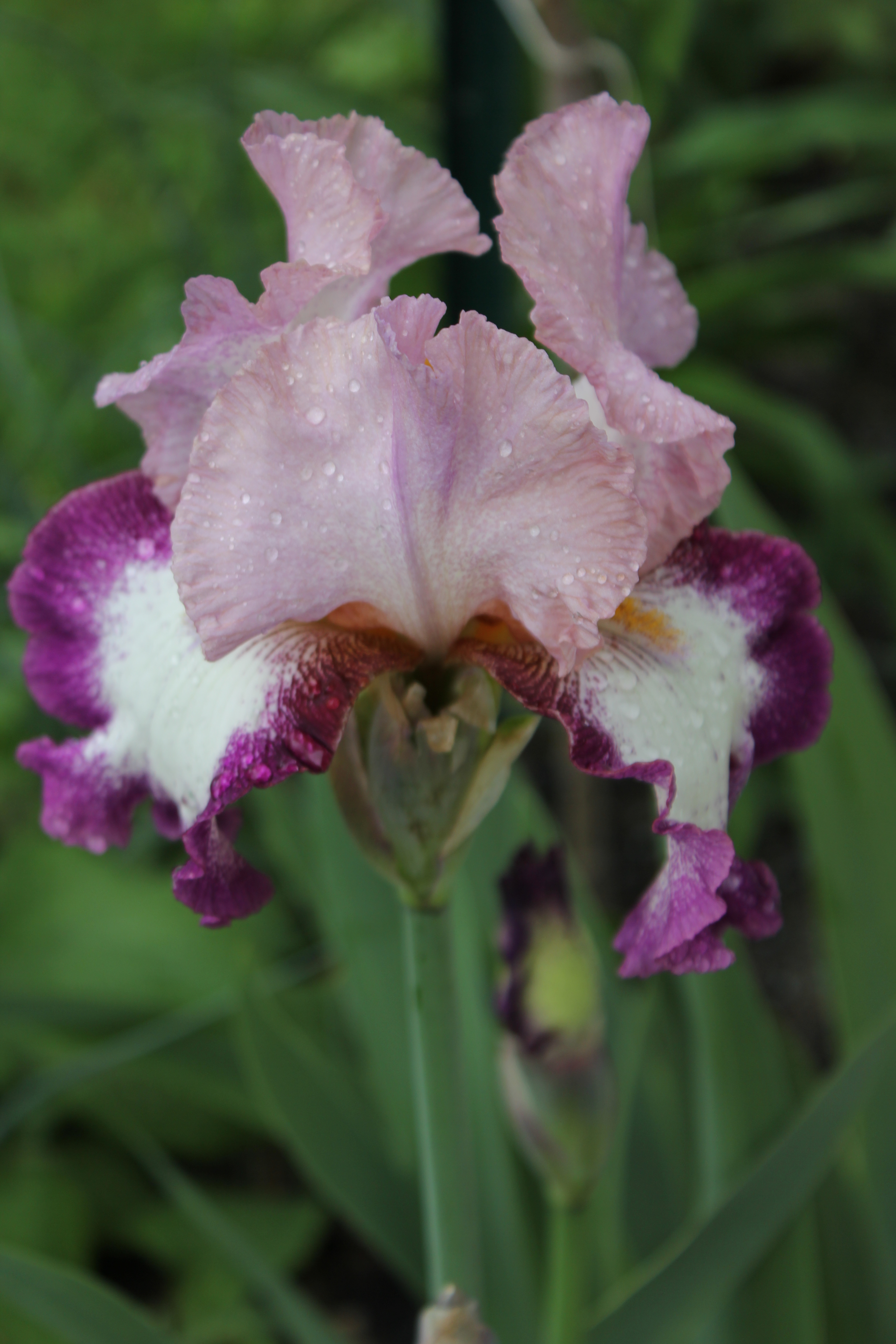 Iris plicata dans les tons rose, blanc et violet: 