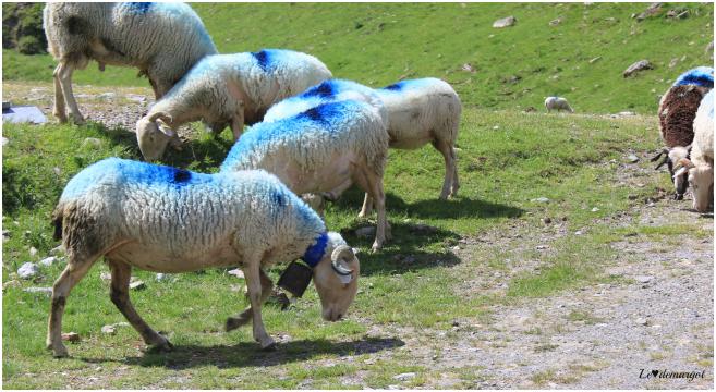 Sur les pentes du Tourmalet