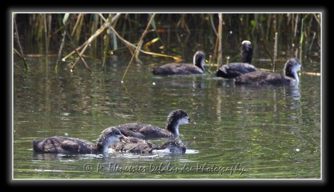 Famille de foulques macroules...