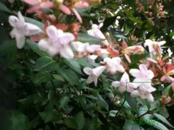 La page de Ludovic Demaret