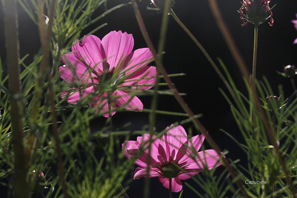 Feu d'artifice d'automne : les cosmos