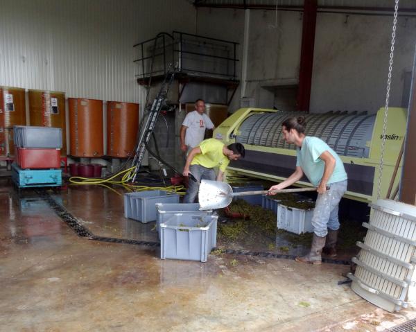 Les vendanges 2014 au Domaine Brigand de Massingy