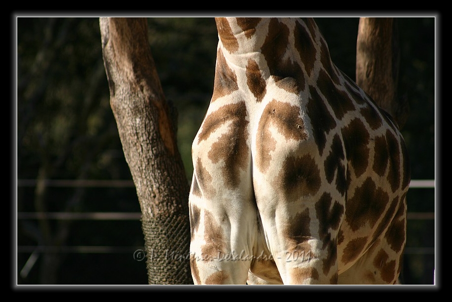 Girafe en Kit...