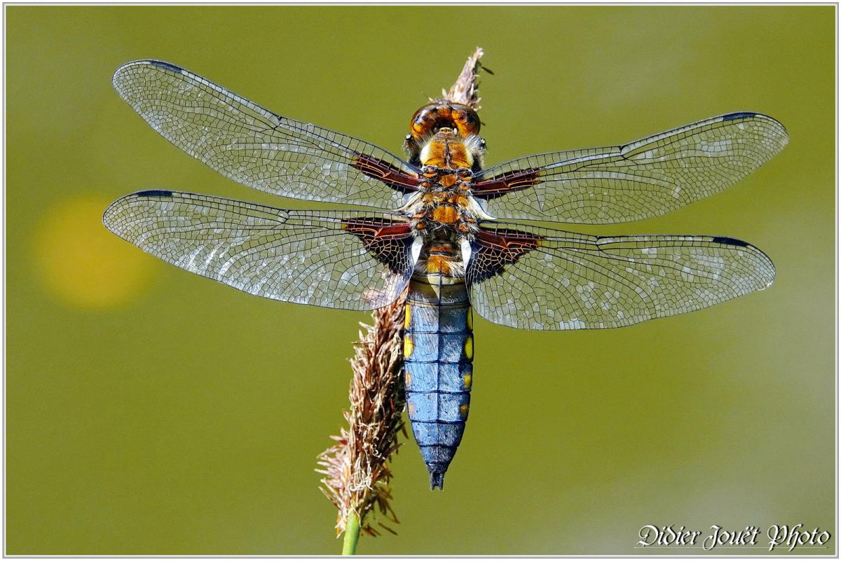 Libellule Déprimée (2) Libellula depressa