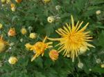 chrysanthème 