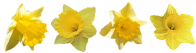 Jonquilles ...