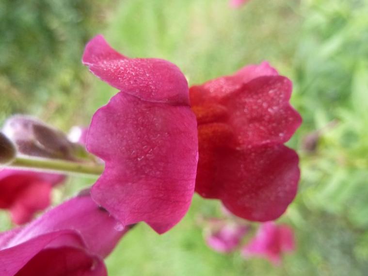 Fleurs.... "pour le plaisir des yeux" ...