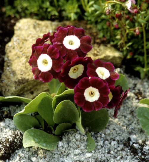 Fleurs cultivées : Primevère