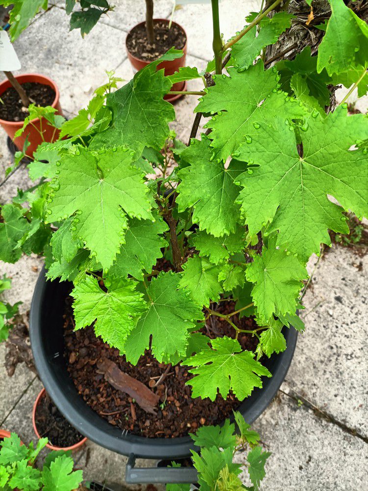 Mon cep de vigne - mai 2022...