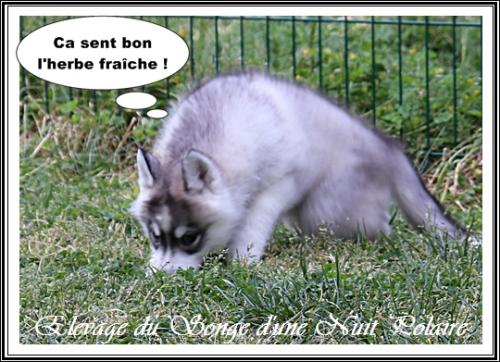 Portée de Lakmé (23 avril 2021)
