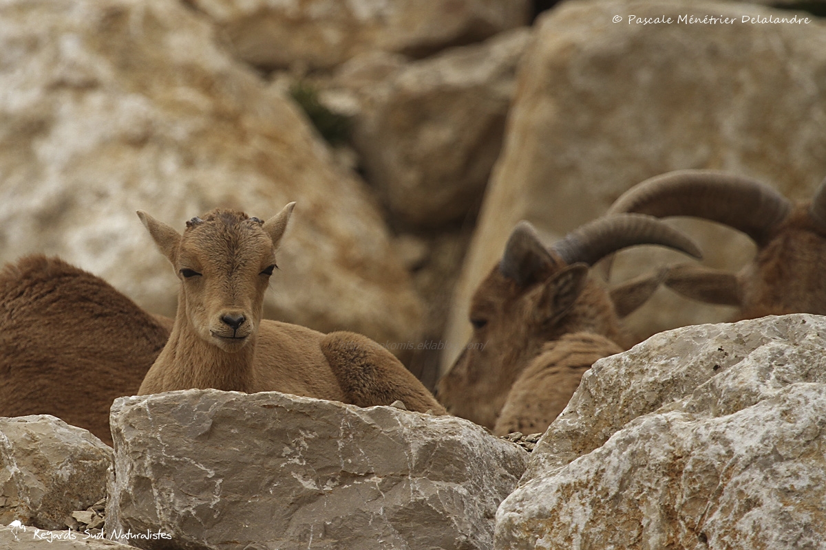 Mouflon a Manchette