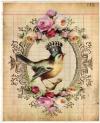 oiseau de delphine