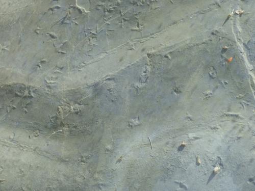 Site à pas d'empreinte d'oiseaux