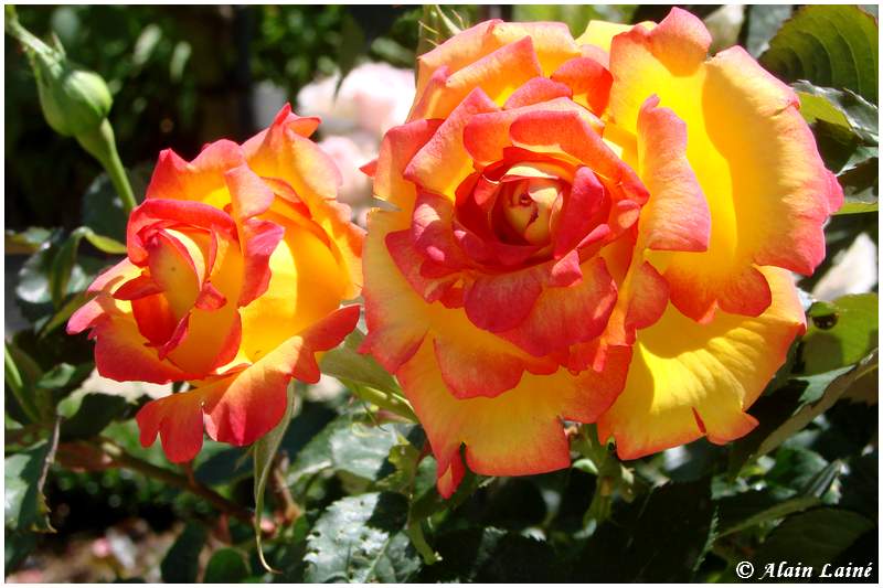 Roses
