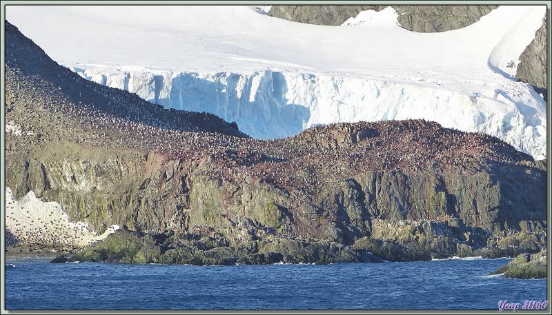 Les alentours de Point Wild vus au zoom à partir du bateau - Elephant Island - South Shetland Islands