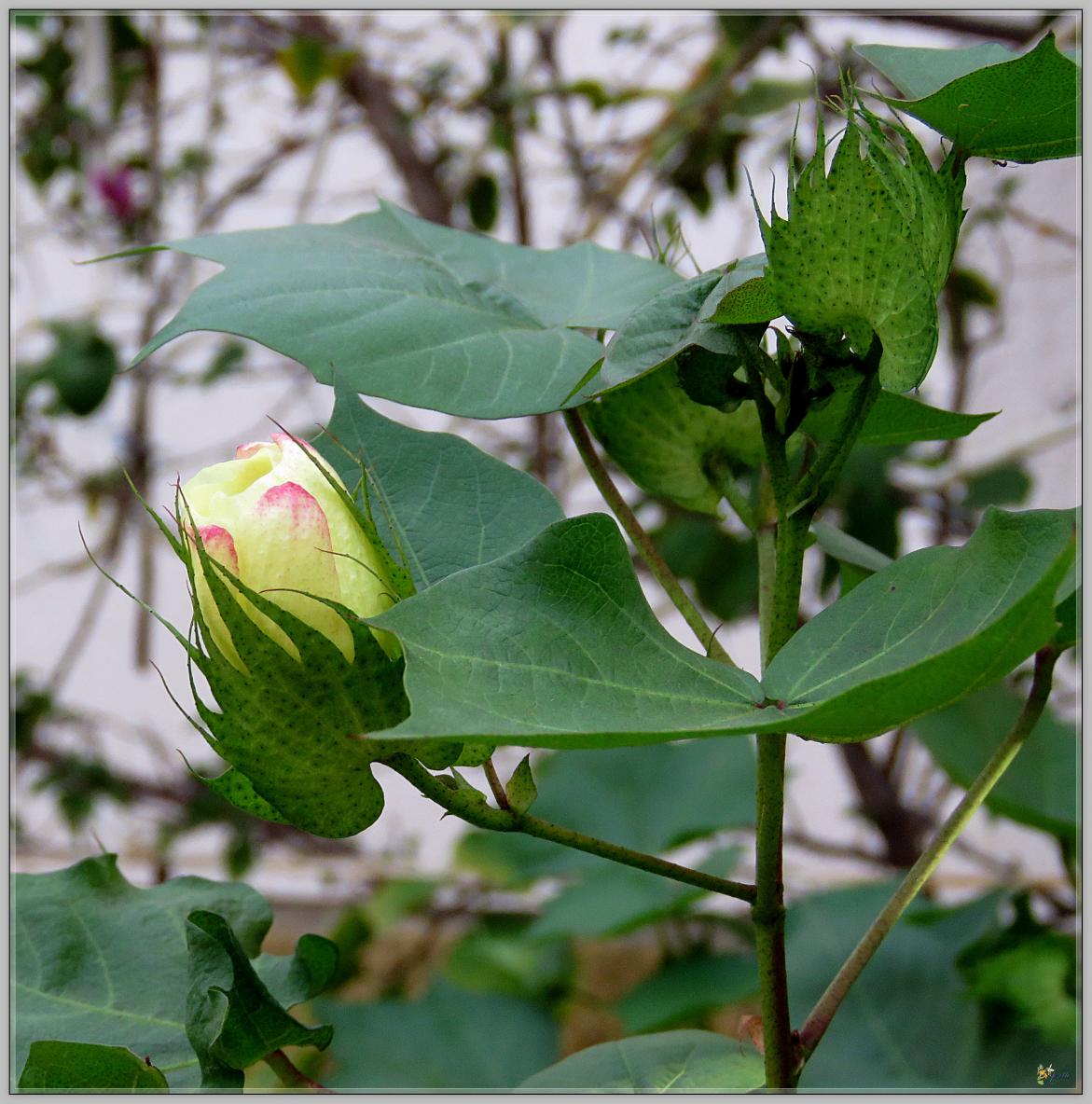 FLEURS DE COTON 2023
