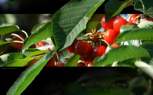 Vendredi senryû, haïku, juin en melting-pot....