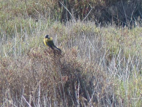 Oiseaux de Camargue