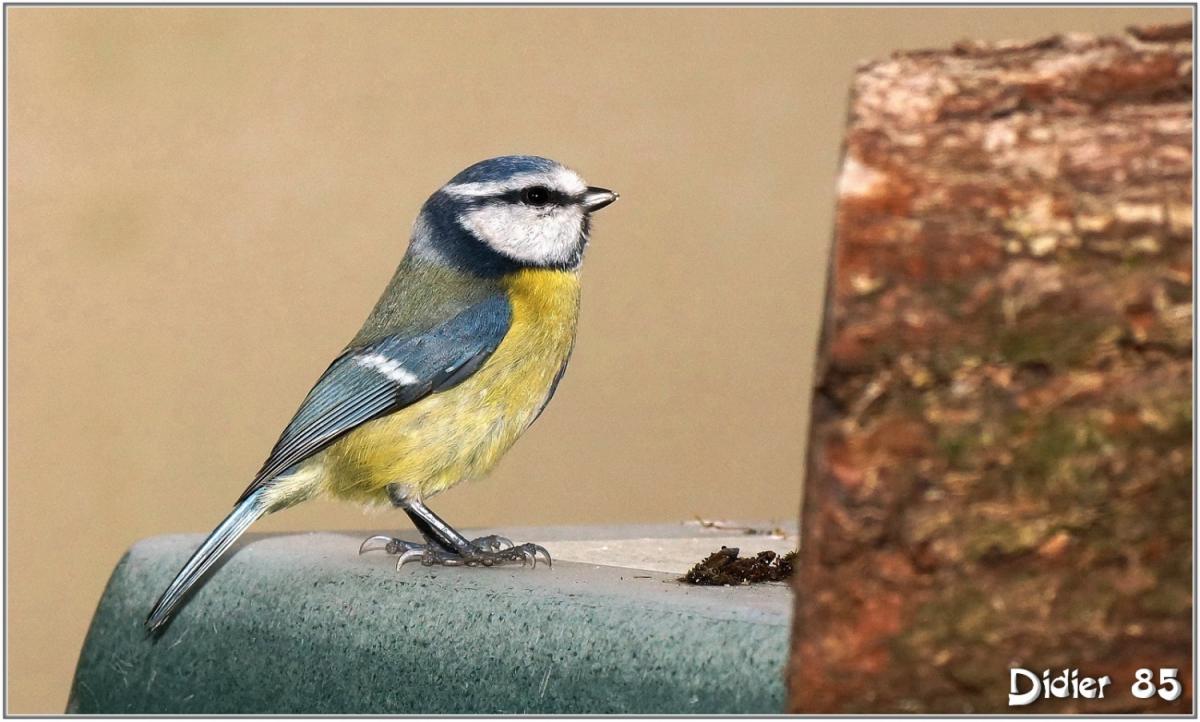 Mésange Bleue (3) - Cyanistes caeruleus