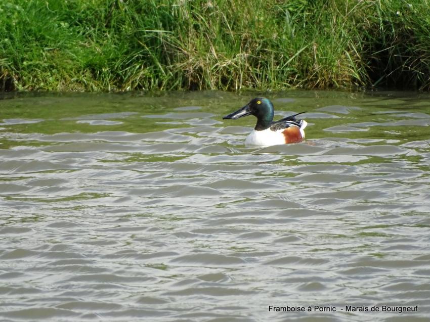 Canard souchet dans le marais 