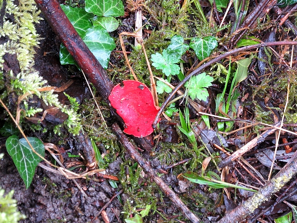 Une belle sortie de la Société Mycologique au bord de l'étang de Marcenay, à la recherche de pézizes et autres beaux champignons