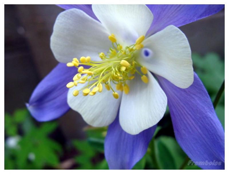 Ancolie bleue du jardin 2016