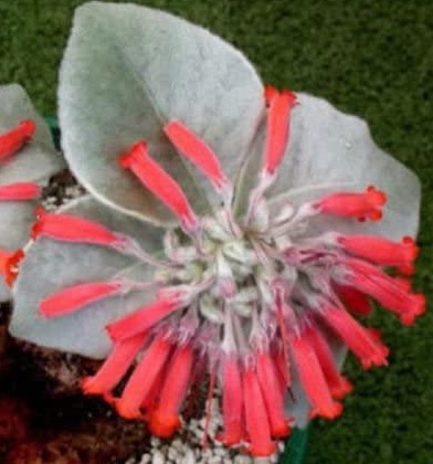 Fleurs cultivées :  Sinningia leucotricha 