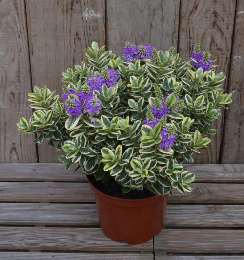 Fleurs cultivées : Véronique
