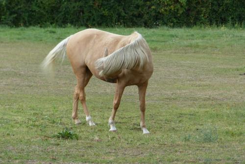 Blonde au pré !!!