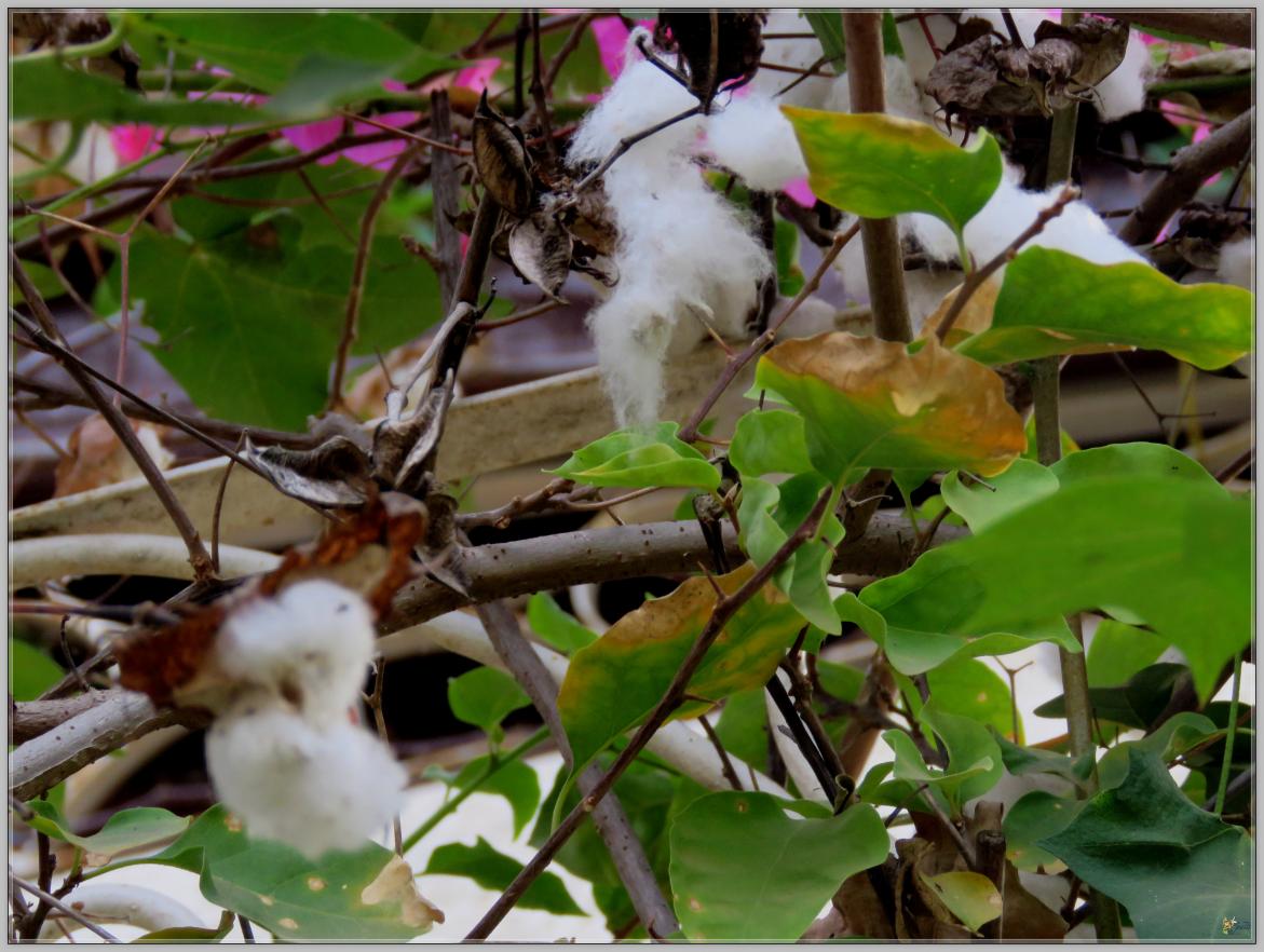 FLEURS DE COTON 2023