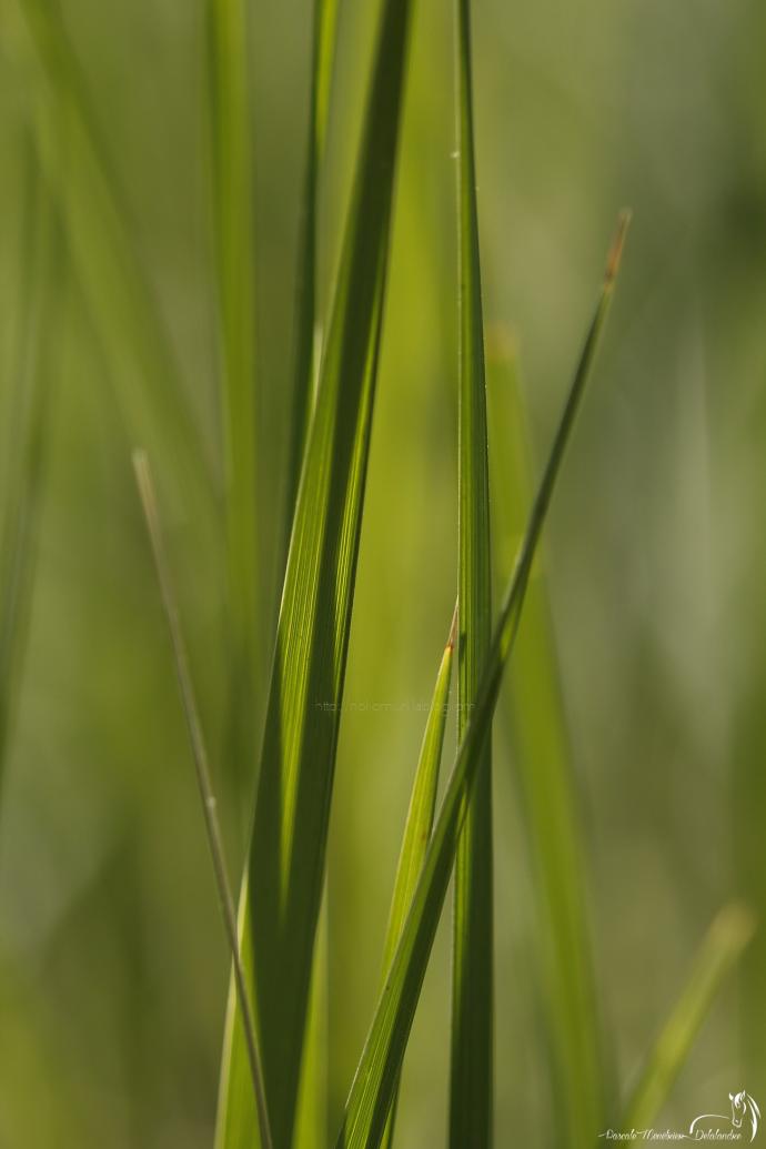 Le nez dans l'herbe