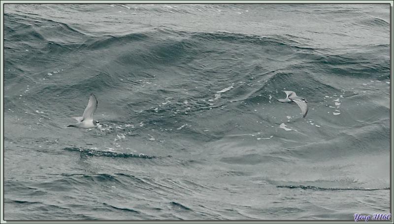 Prion de la Désolation, Antarctic Prion (Pachyptila desolata) - Géorgie du Sud