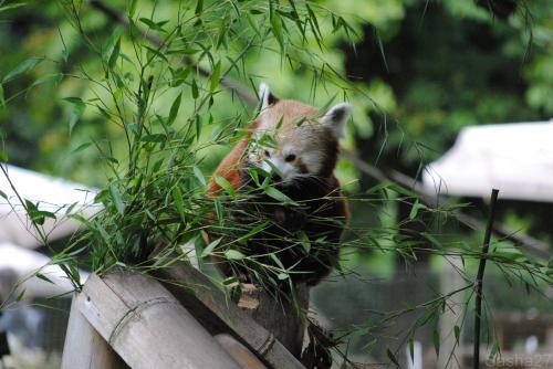 (32) Le Panda Roux.