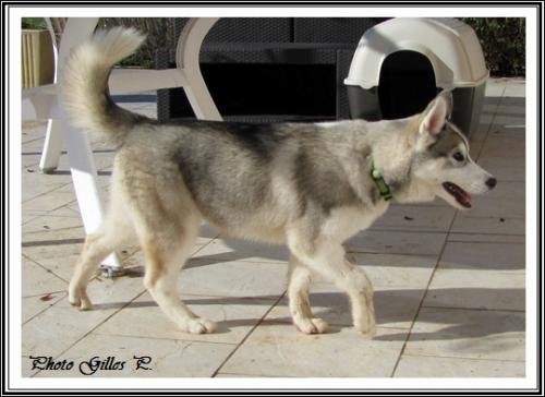 Iska (4 mois)