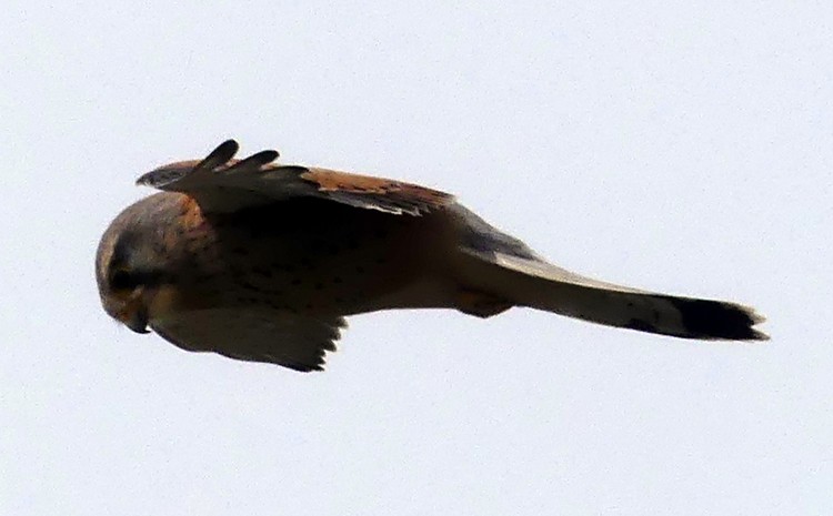 Faucon crécerelle