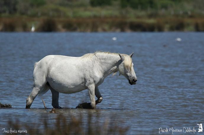 Cheval de Camargue... en Camargue
